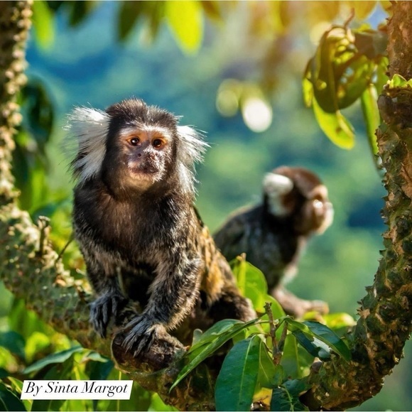 Digital ai art by me of the rainforest with marmosets NWT as a print - Picture 1 of 2